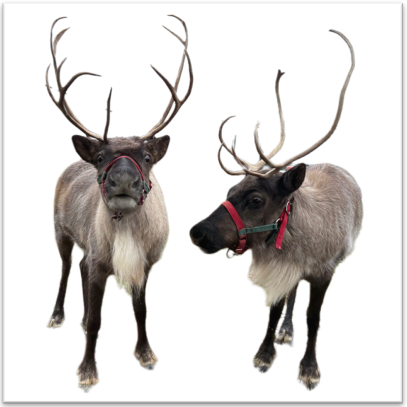 Custom Reindeer Antler Ring